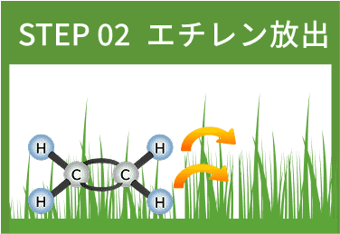 踏圧メカニズム詳細図2